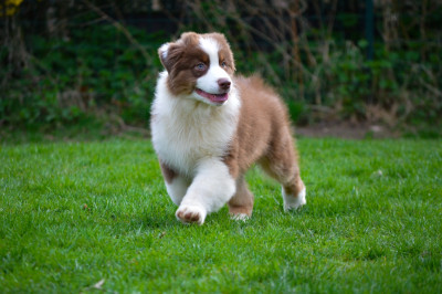 Les chiots de Berger Australien