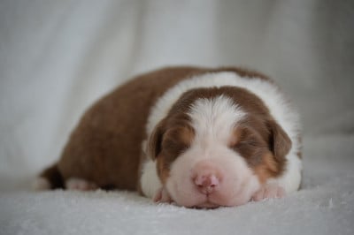Les chiots de Berger Australien