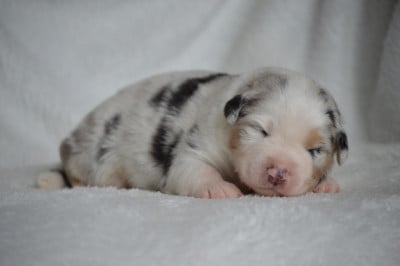 Les chiots de Berger Australien
