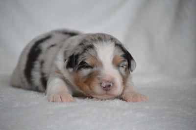 Les chiots de Berger Australien