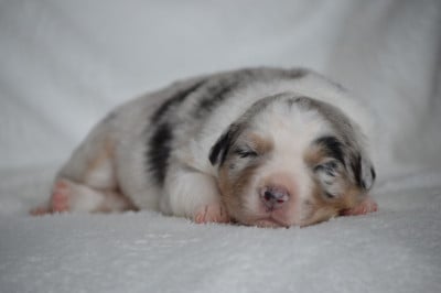 Les chiots de Berger Australien