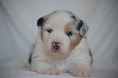 Les chiots de Berger Australien