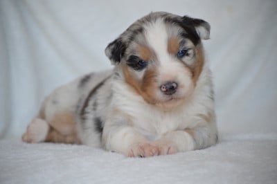 Les chiots de Berger Australien
