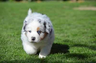 Les chiots de Berger Australien