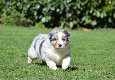 Les chiots de Berger Australien