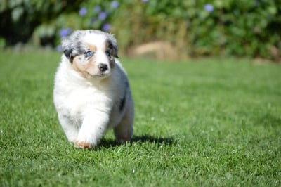 Les chiots de Berger Australien