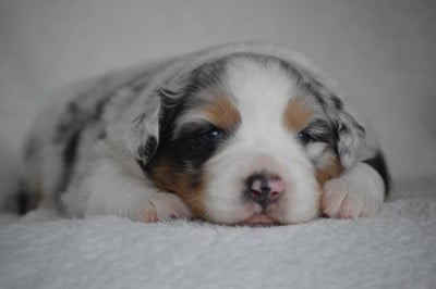 Les chiots de Berger Australien