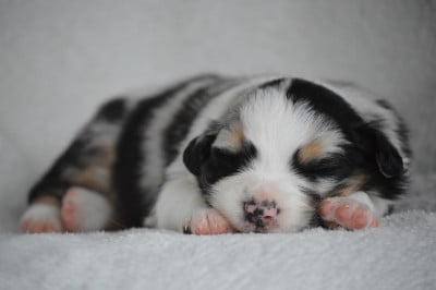 Les chiots de Berger Australien