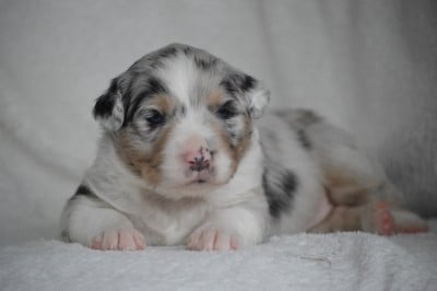 Les chiots de Berger Australien
