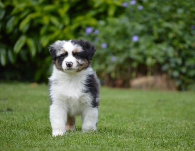 Les chiots de Berger Australien