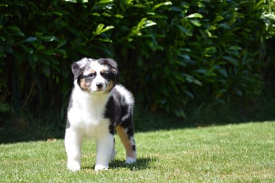 Les chiots de Berger Australien