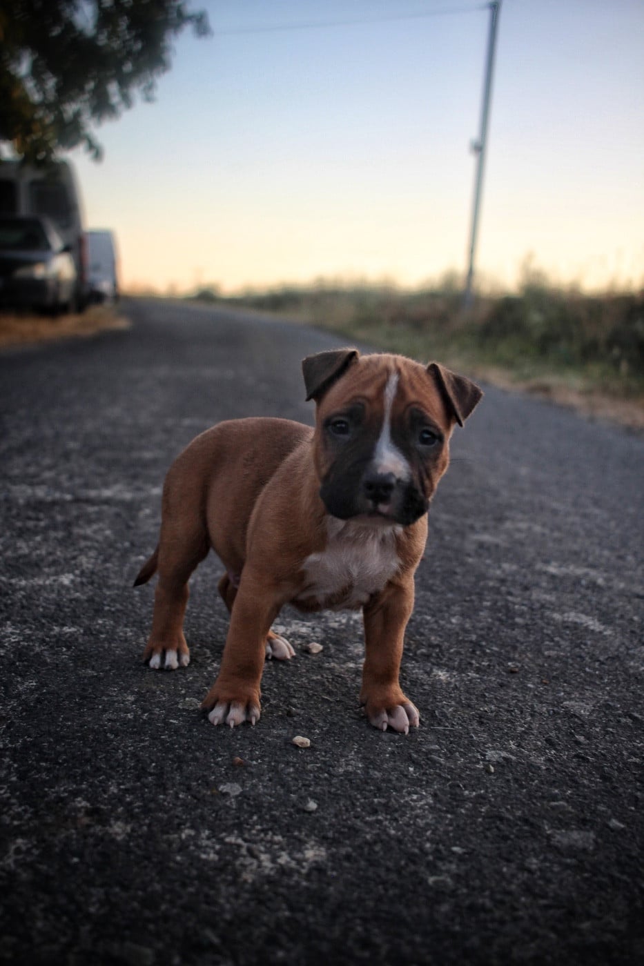 American Staffordshire Terrier - Back To Basic