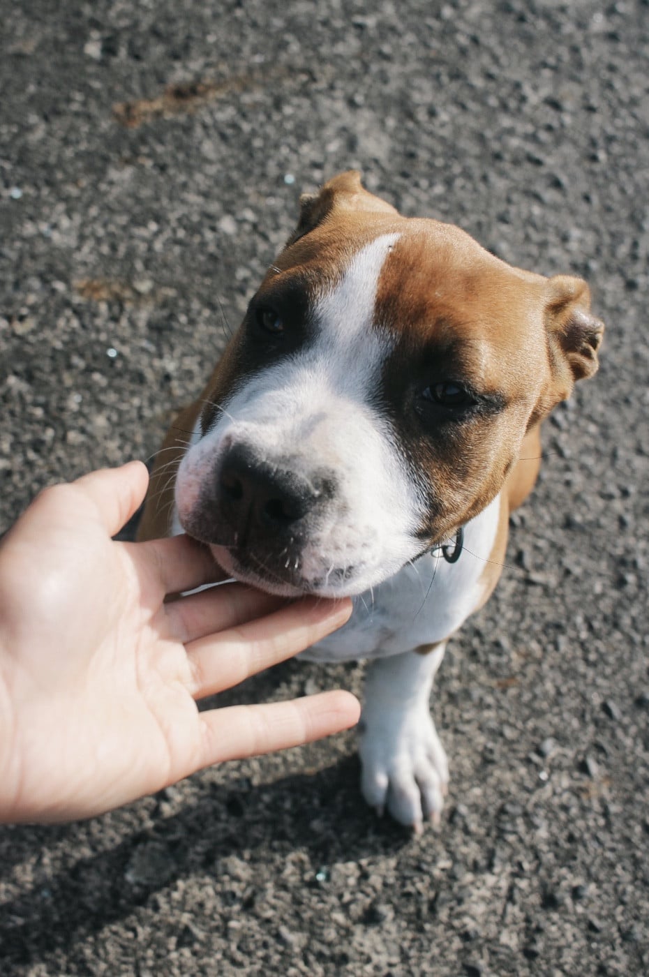 American Staffordshire Terrier - Back To Basic