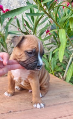 Les chiots de American Staffordshire Terrier
