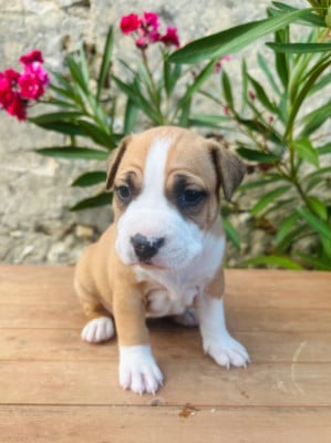 Les chiots de American Staffordshire Terrier