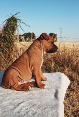 Les chiots de American Staffordshire Terrier