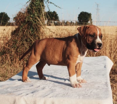 Les chiots de American Staffordshire Terrier