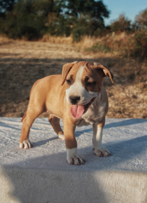 Les chiots de American Staffordshire Terrier