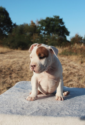 Les chiots de American Staffordshire Terrier