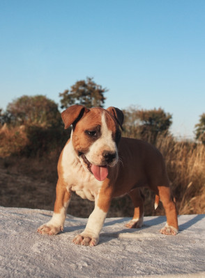 Les chiots de American Staffordshire Terrier