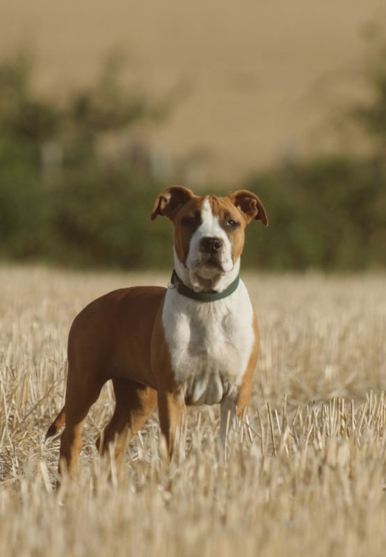 American Staffordshire Terrier - Back To Basic