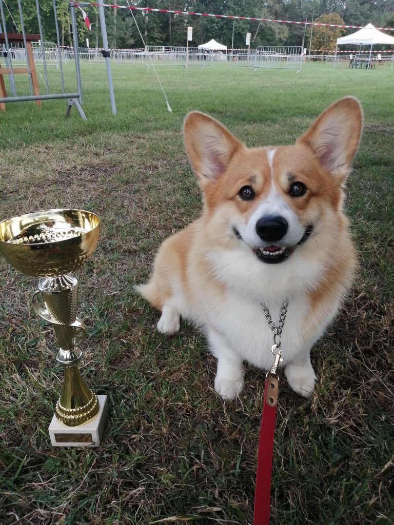 Publication : De Viknane