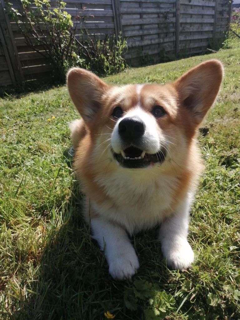 Publication : De Viknane