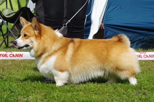 Publication : De Viknane