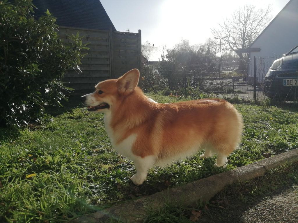 Publication : De Viknane