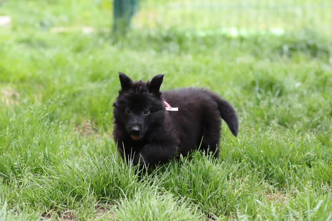 Berger Allemand Poil Long - De Viknane