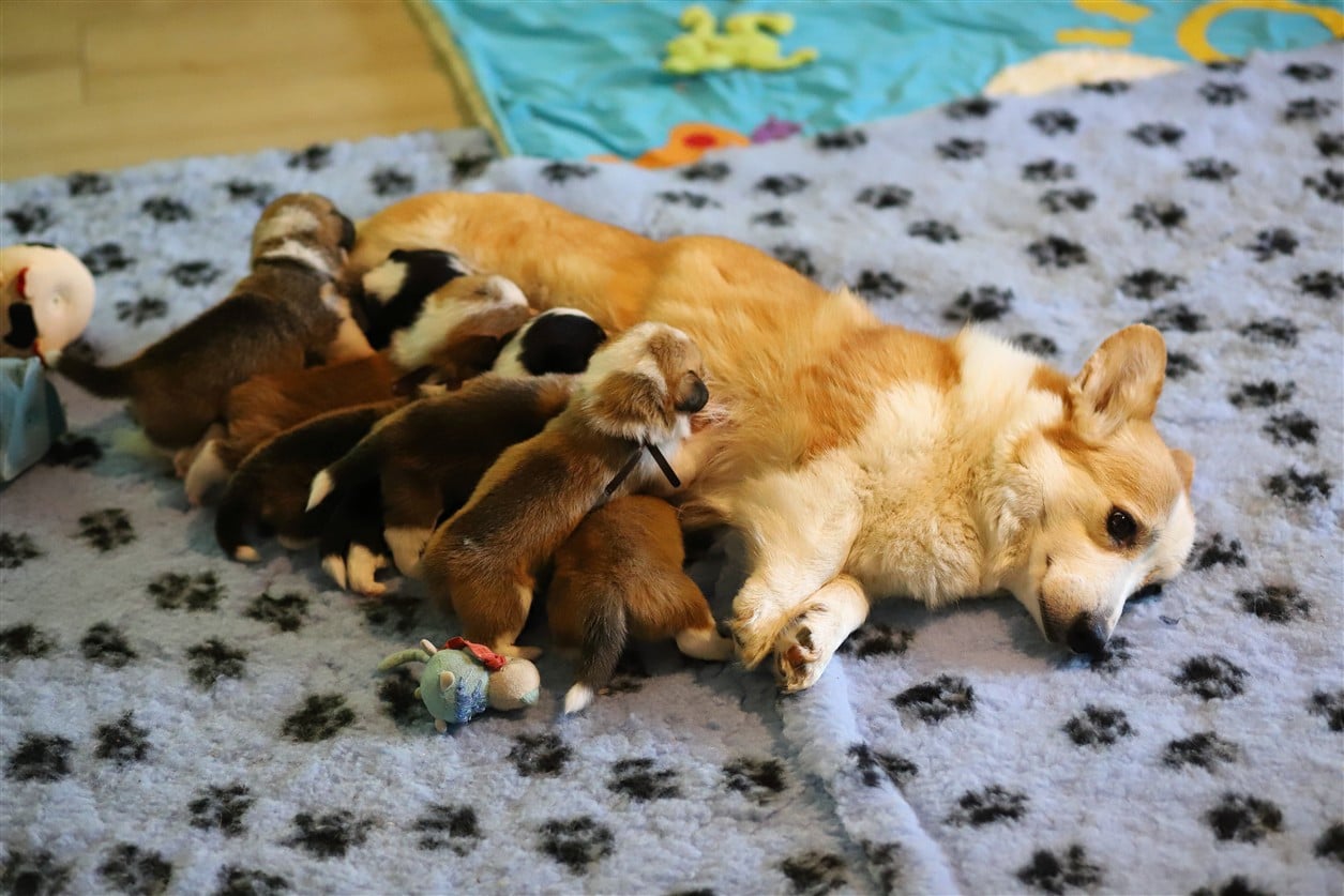 Welsh Corgi Pembroke - De Viknane