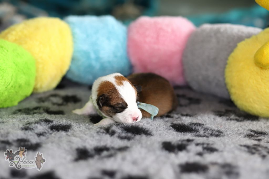 Collier bleu coquillages