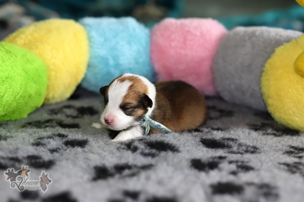 Collier bleu coquillages