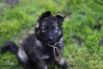 Les chiots de Berger Allemand Poil Long