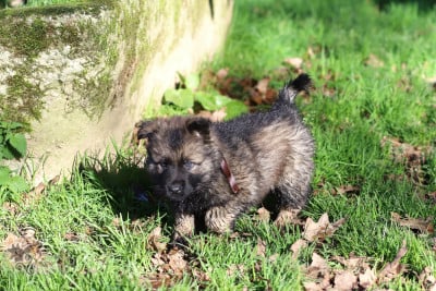 Les chiots de Berger Allemand Poil Long