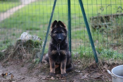 Les chiots de Berger Allemand Poil Long
