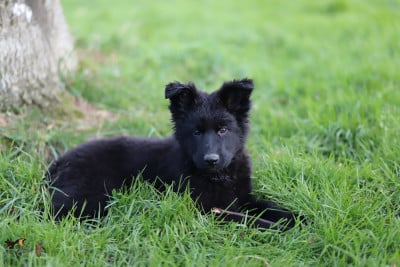 Les chiots de Berger Allemand Poil Long
