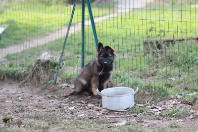 Les chiots de Berger Allemand Poil Long