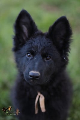 Les chiots de Berger Allemand Poil Long