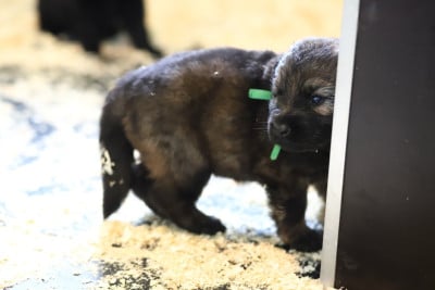 Les chiots de Berger Allemand Poil Long