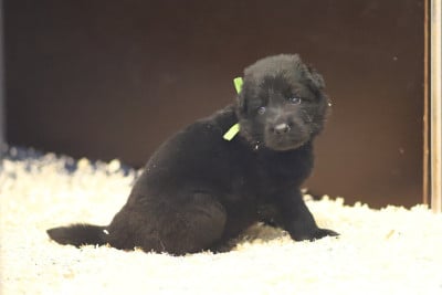 Les chiots de Berger Allemand Poil Long