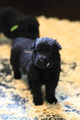 Les chiots de Berger Allemand Poil Long