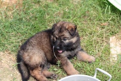Les chiots de Berger Allemand Poil Long