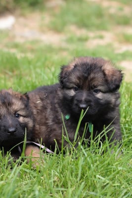 Les chiots de Berger Allemand Poil Long