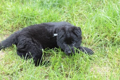 Les chiots de Berger Allemand Poil Long
