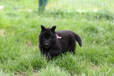Les chiots de Berger Allemand Poil Long