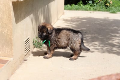 Les chiots de Berger Allemand Poil Long