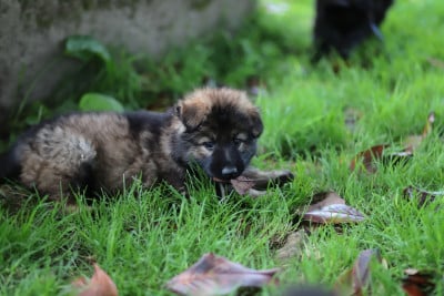 Les chiots de Berger Allemand Poil Long