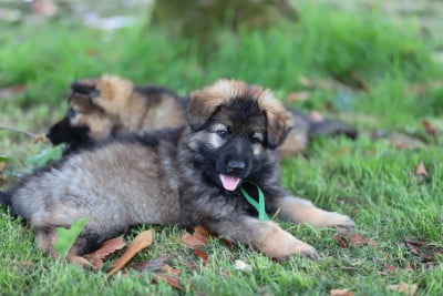 Les chiots de Berger Allemand Poil Long