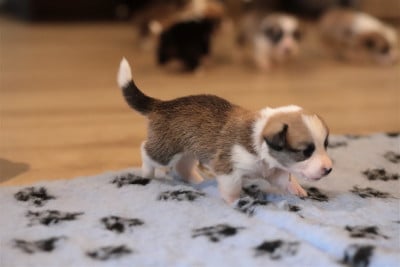 Collier blanc - Welsh Corgi Pembroke